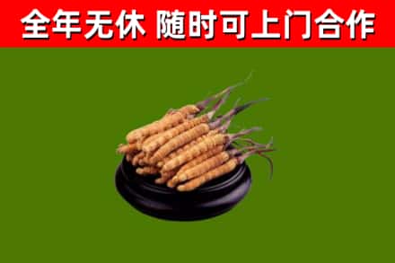 同德回收冬虫夏草