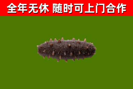同德回收海参干